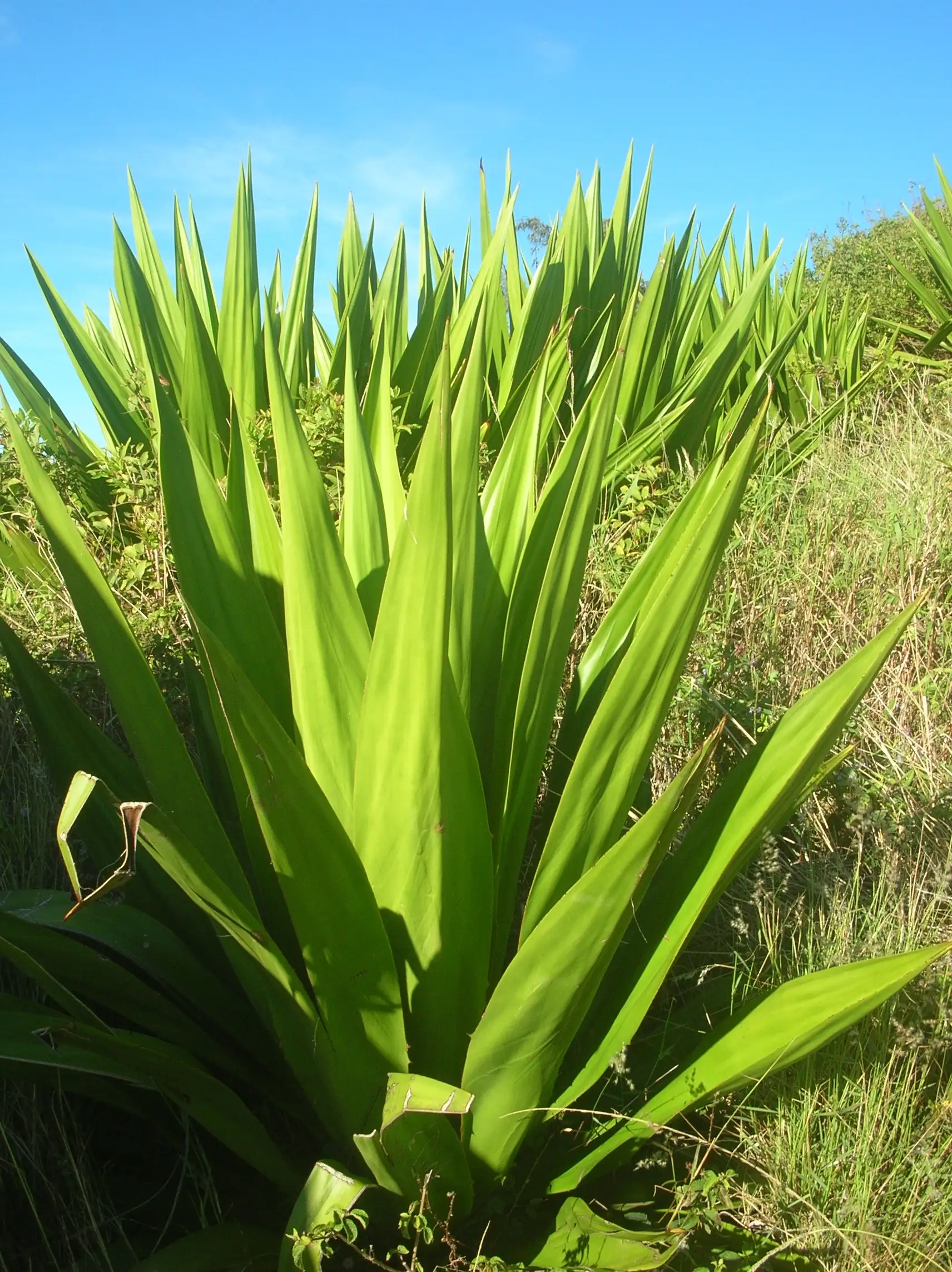 Fique plant (Furcraea), the Andean natural fiber behind Terra 203 rugs